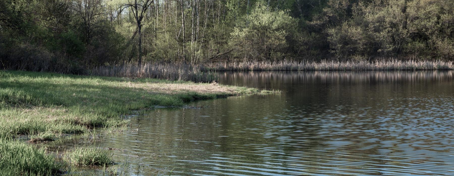 a body of water with grass and trees around it