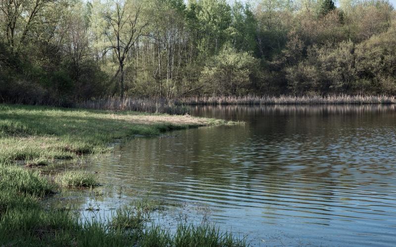 a body of water with grass and trees around it