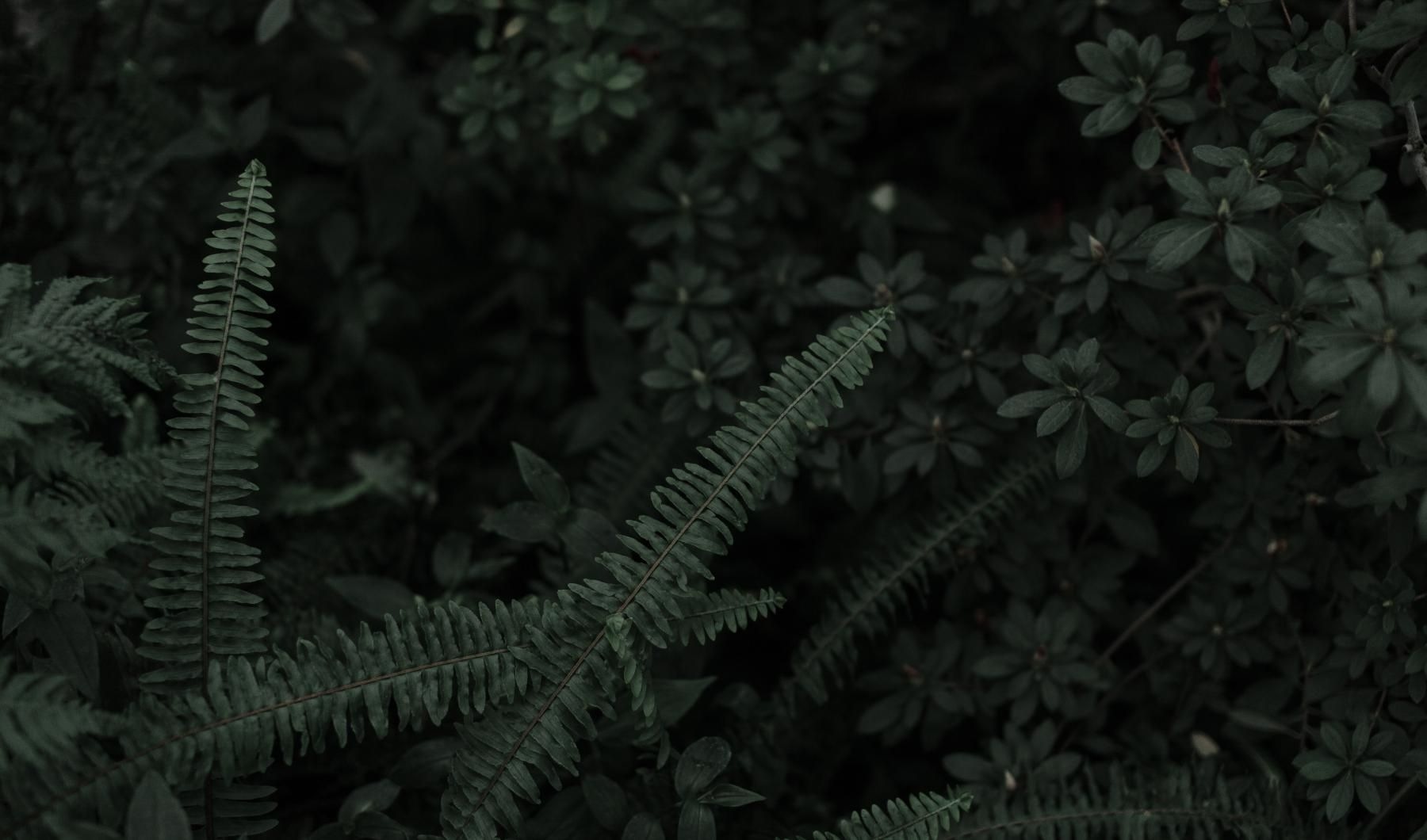 a close-up of some plants